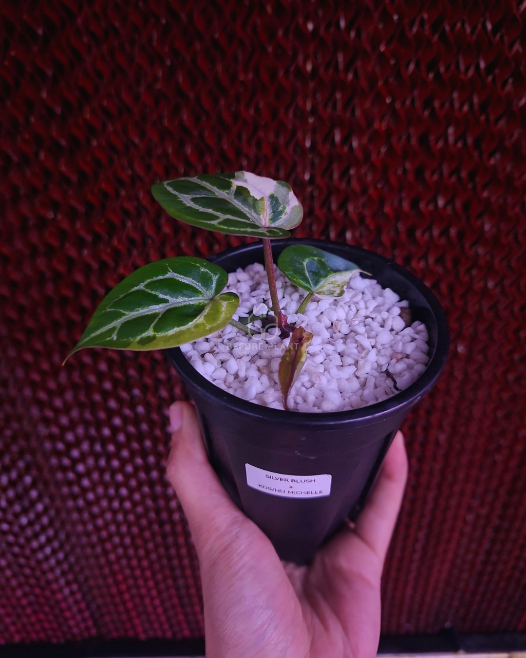 Anthurium Silver Blush KOS x Michelle