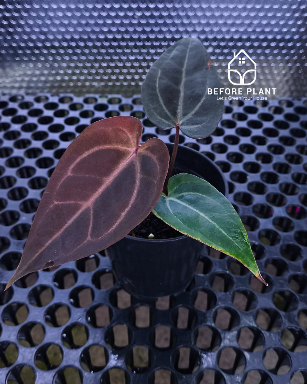 Anthurium Dark Handsome X Black Muscle