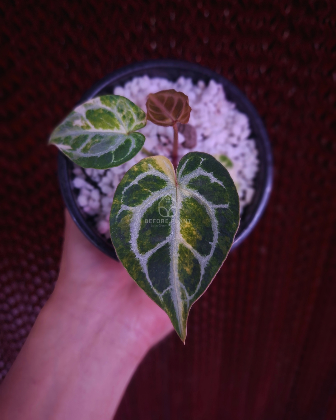 Anthurium Magna x Hellboy