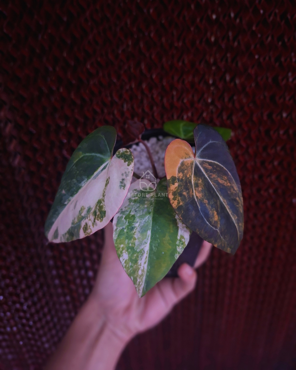 Anthurium Black Venom x RVC Michelle ( Variegated Form )