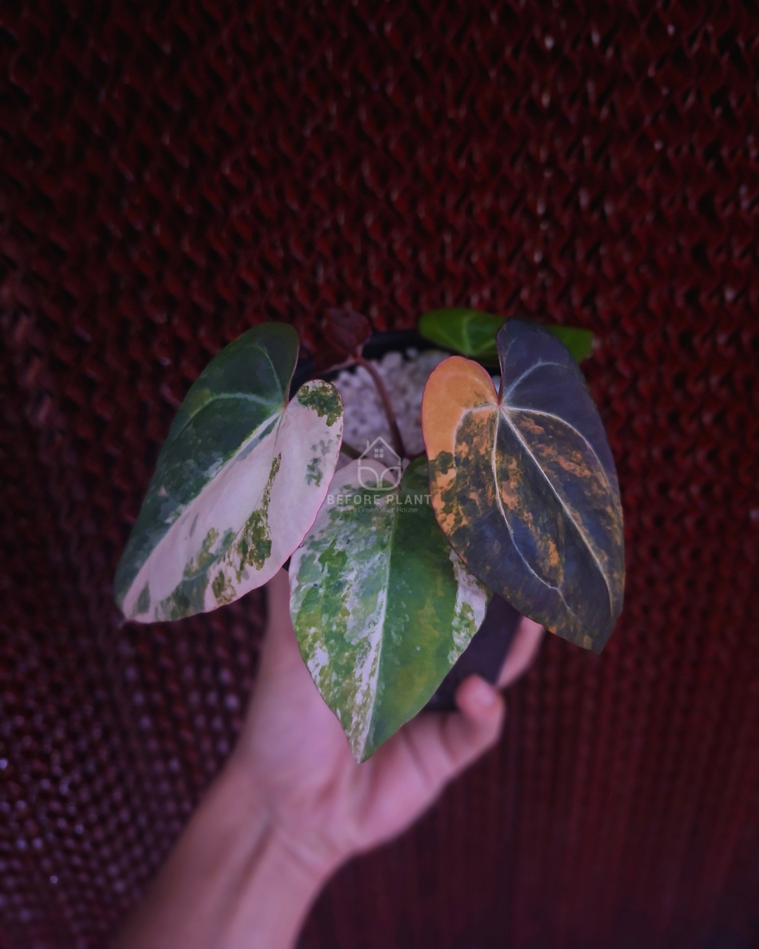 Anthurium Black Venom x RVC Michelle ( Variegated Form )