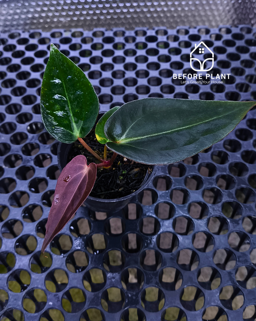 Anthurium Dark Handsome X Black Muscle
