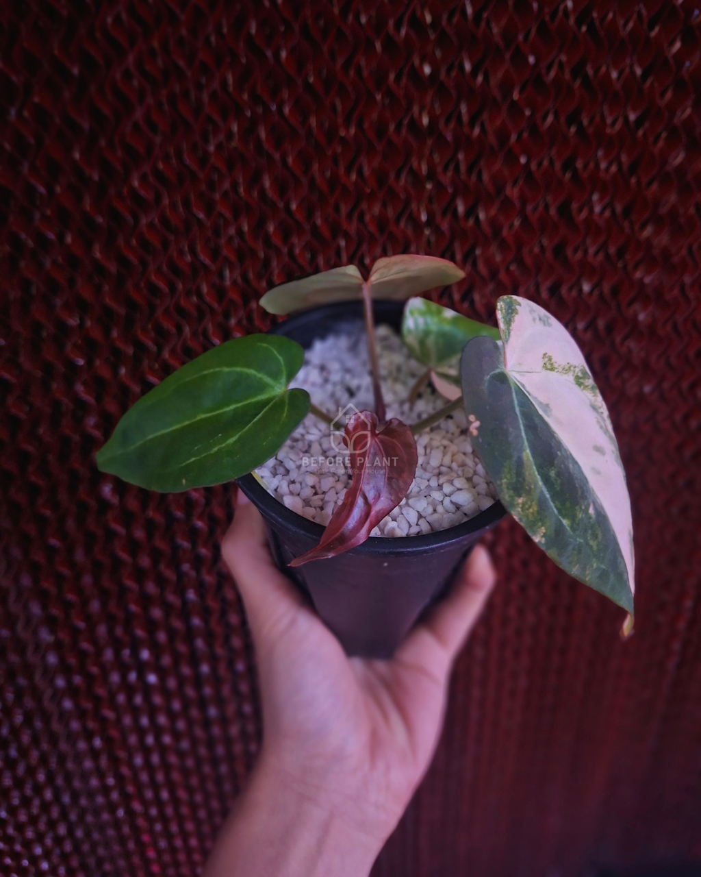 Anthurium Black Venom x RVC Michelle ( Variegated Form )