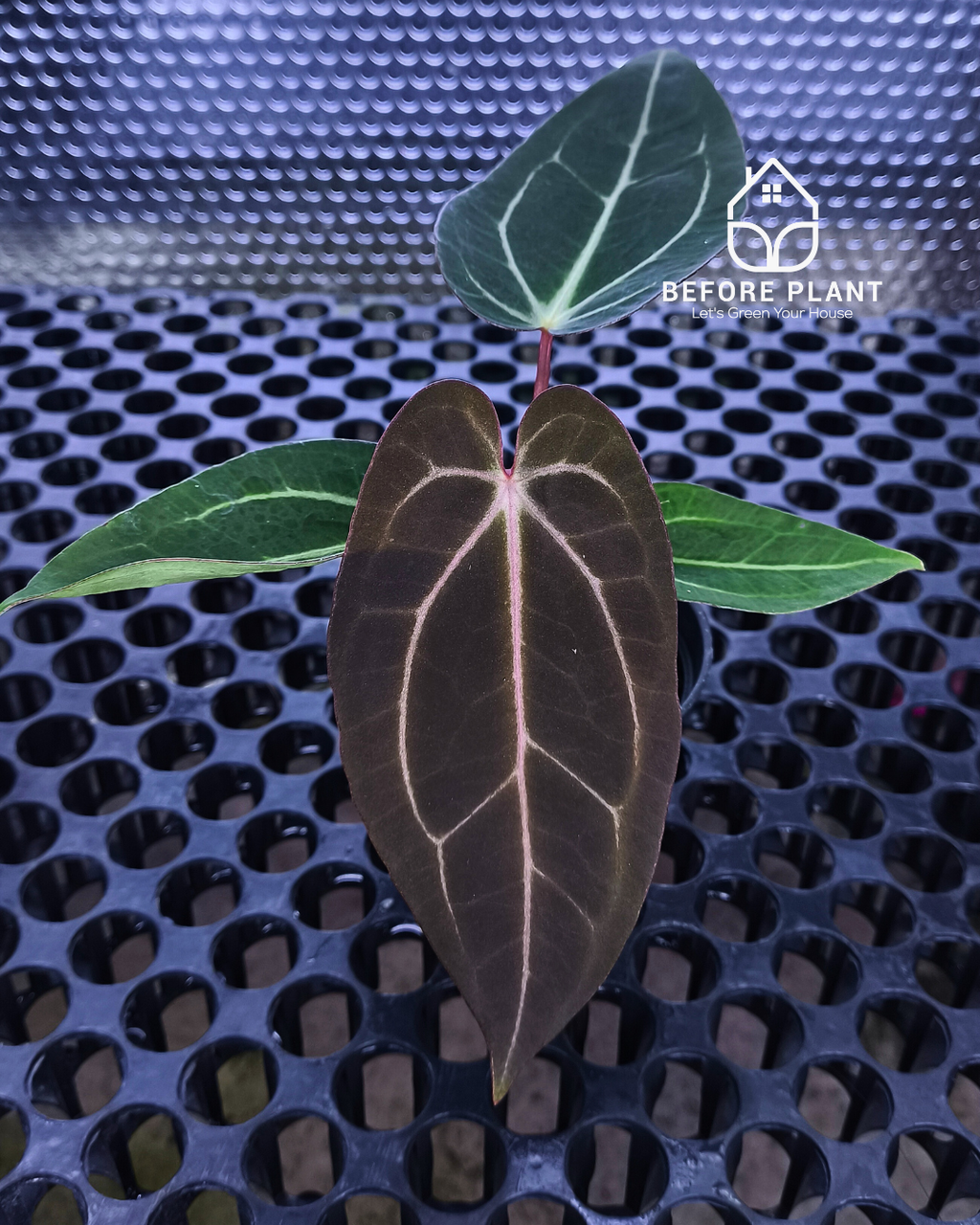 Anthurium Dark Handsome X Black Muscle