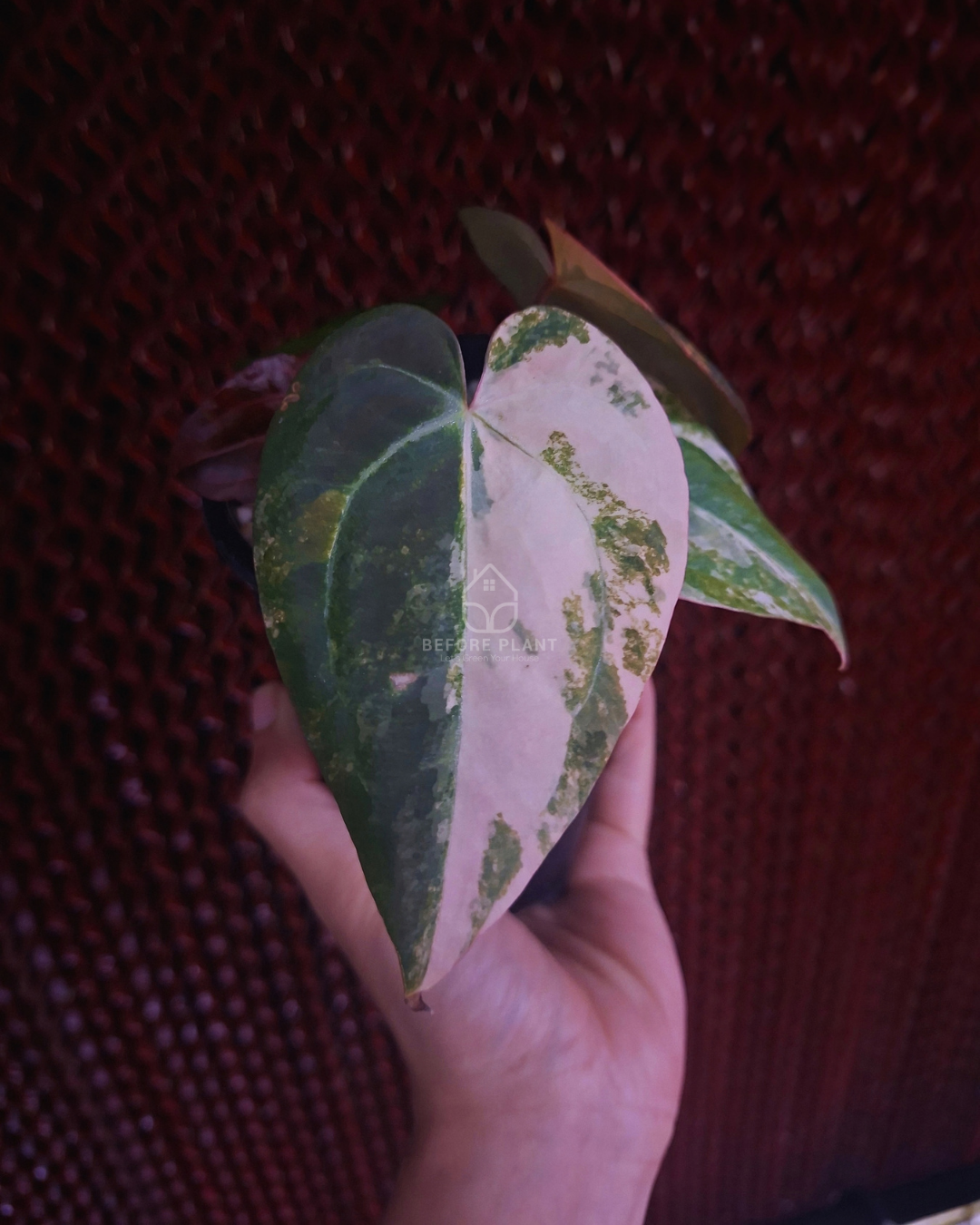 Anthurium Black Venom x RVC Michelle ( Variegated Form )