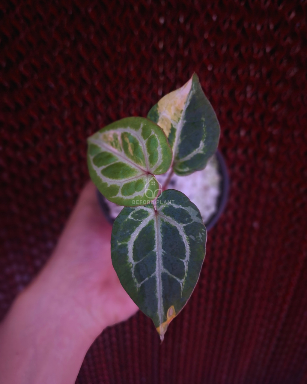 Anthurium Michelle x Silver Blush KOS/HU ( Variegated Form )