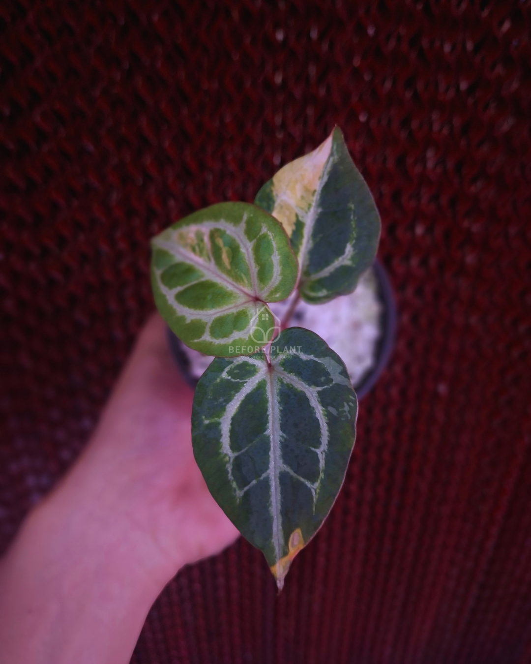 Anthurium Michelle x Silver Blush KOS/HU ( Variegated Form )