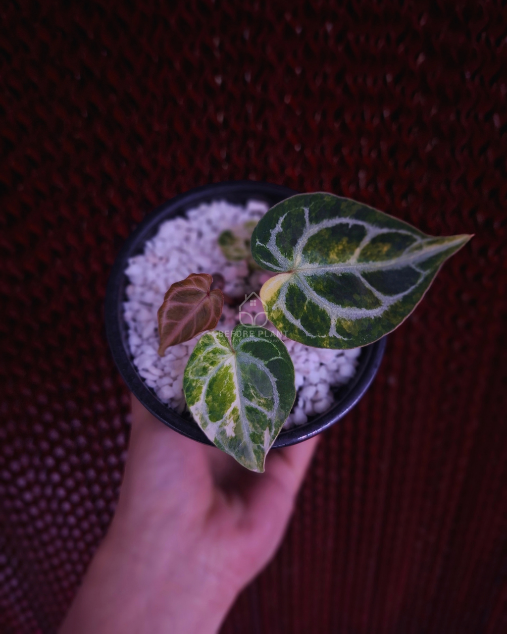 Anthurium Magna x Hellboy