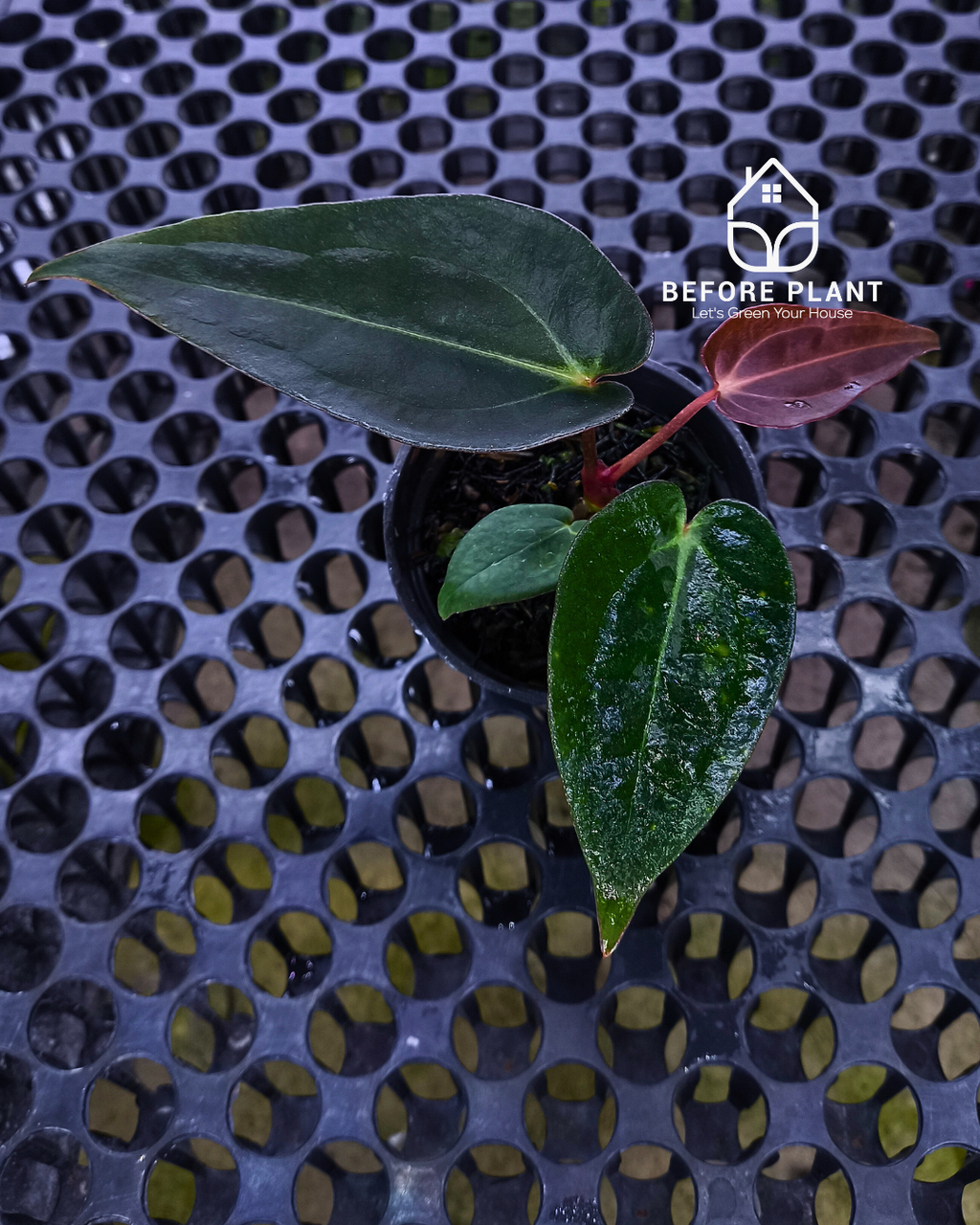 Anthurium Dark Handsome X Black Muscle