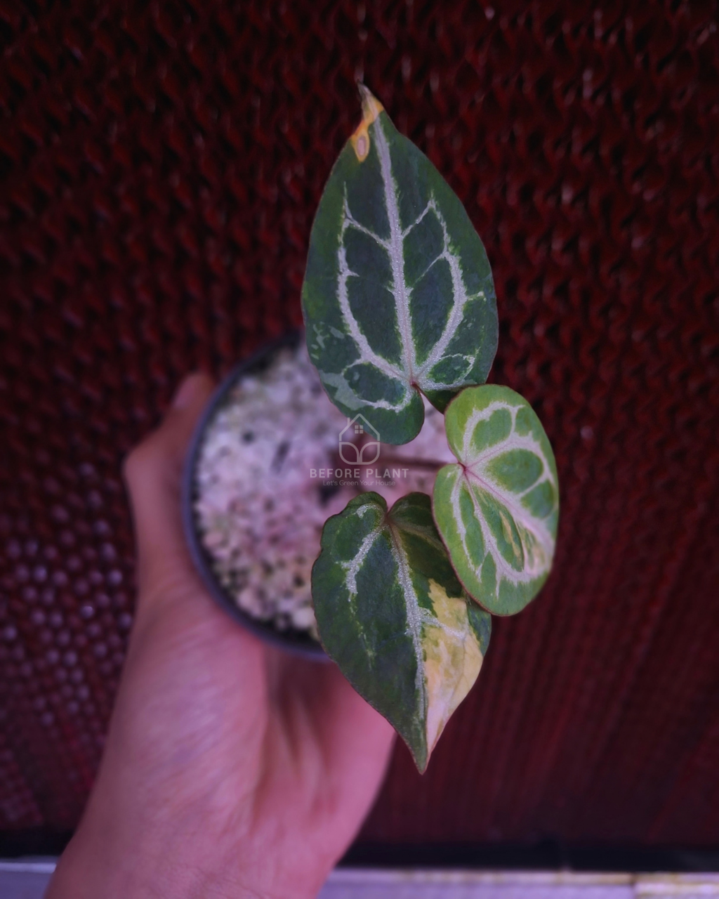 Anthurium Michelle x Silver Blush KOS/HU ( Variegated Form )