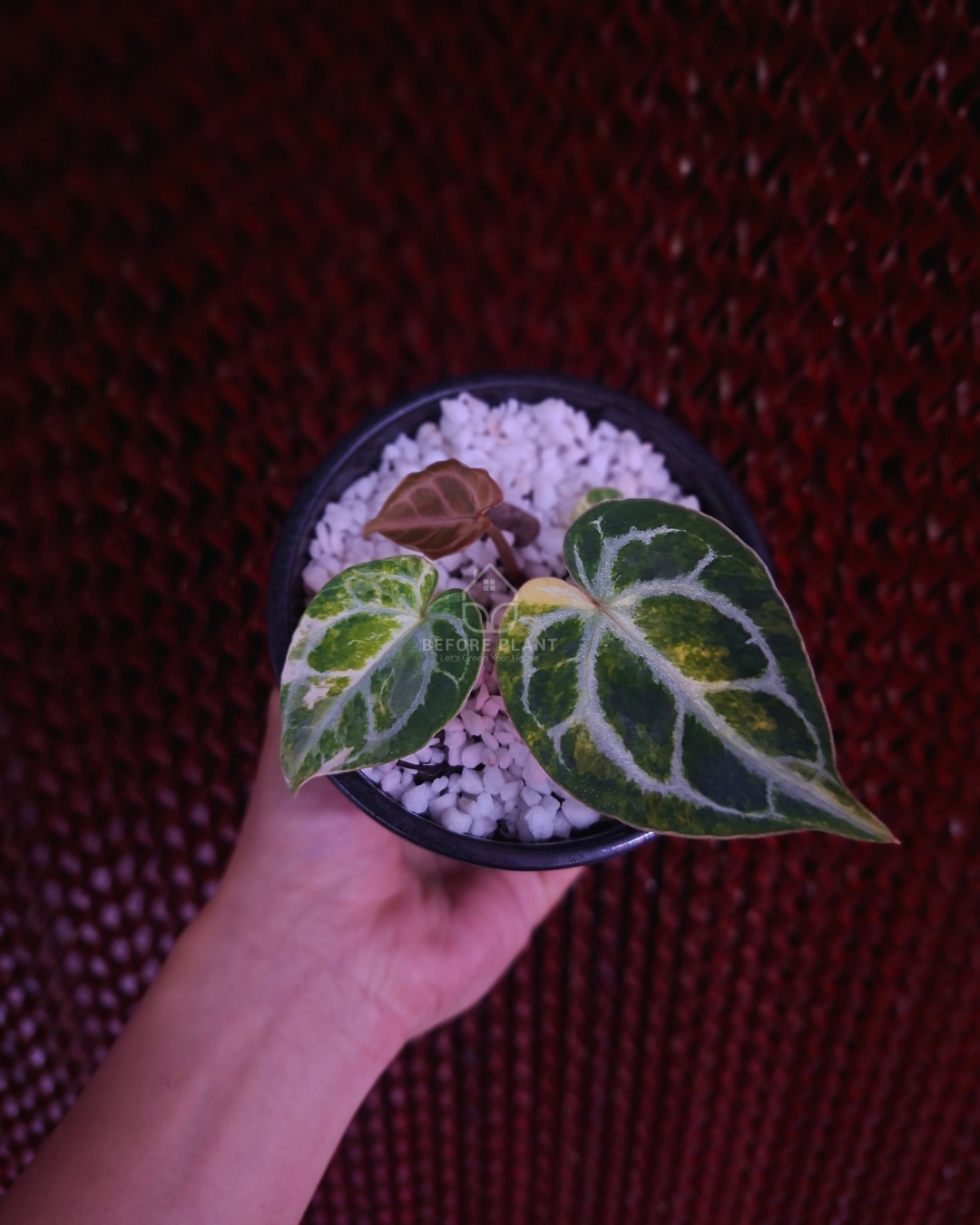 Anthurium Magna x Hellboy