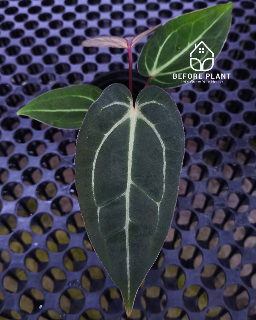 Anthurium Dark Handsome X Black Muscle