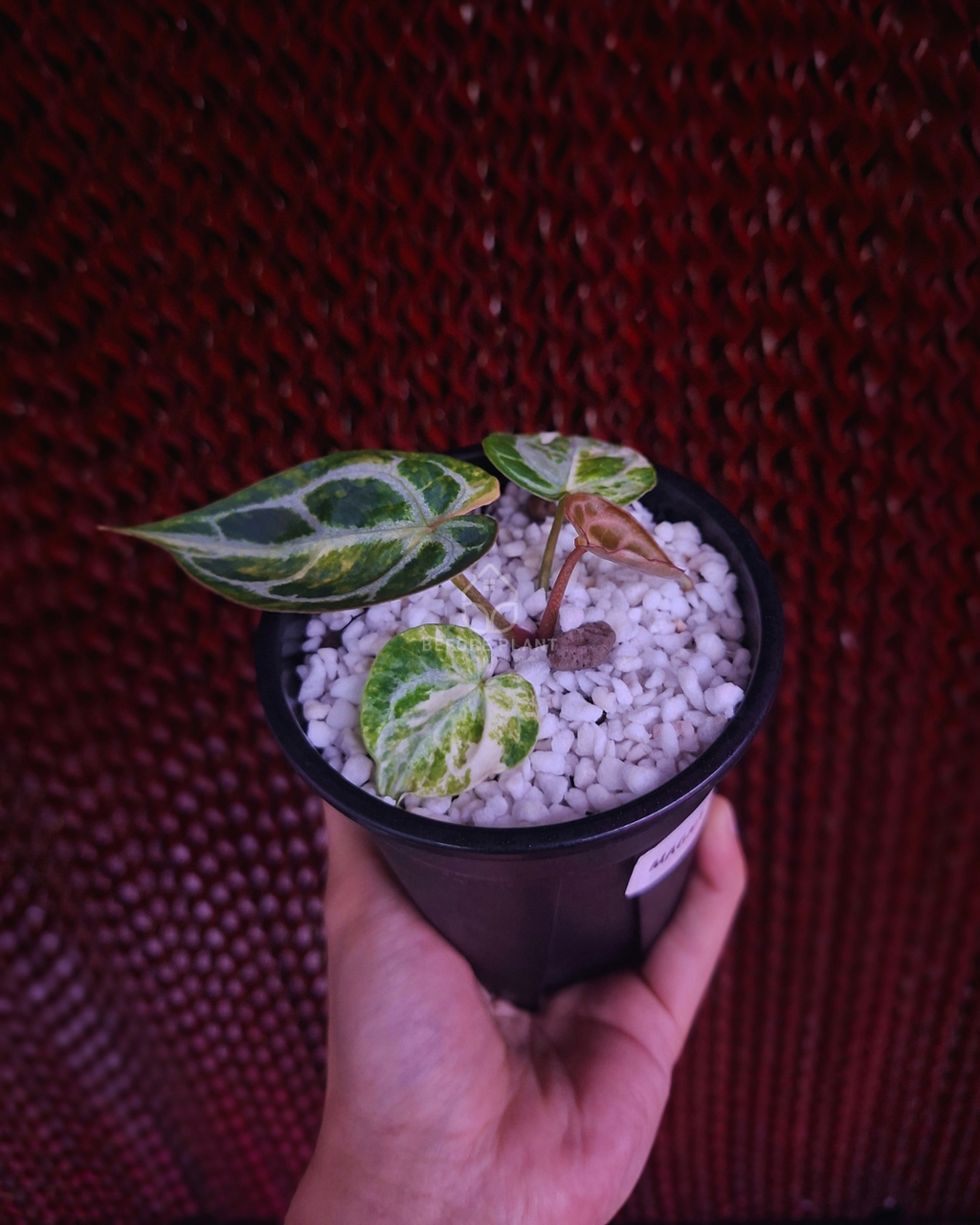 Anthurium Magna x Hellboy