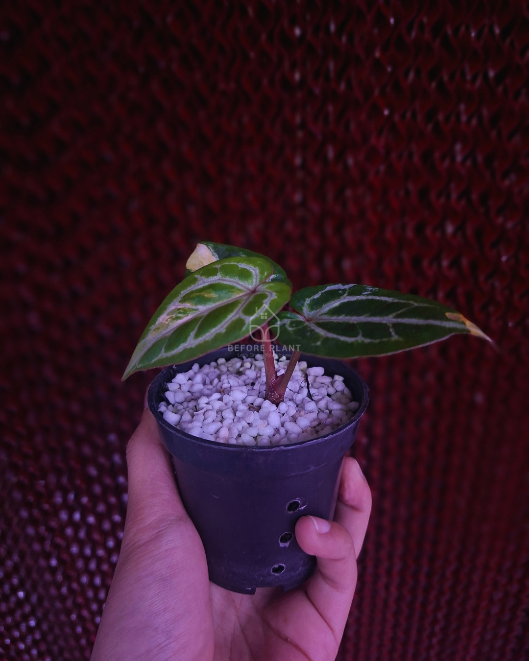 Anthurium Michelle x Silver Blush KOS/HU ( Variegated Form )