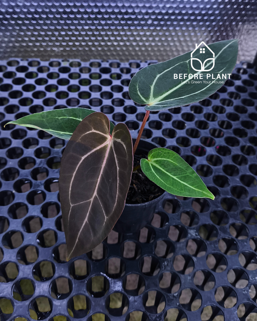 Anthurium Dark Handsome X Black Muscle