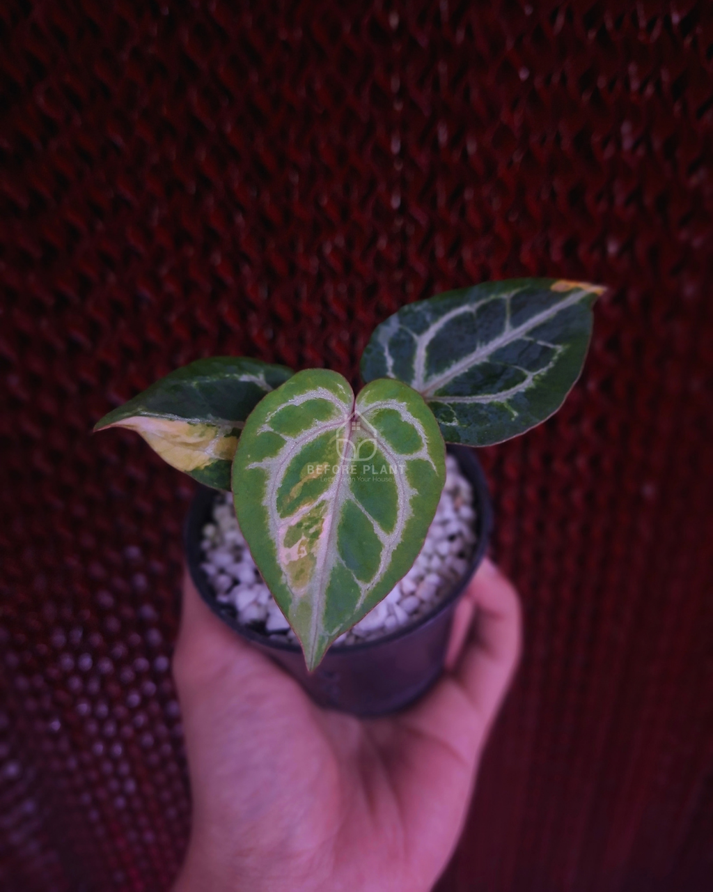 Anthurium Michelle x Silver Blush KOS/HU ( Variegated Form )