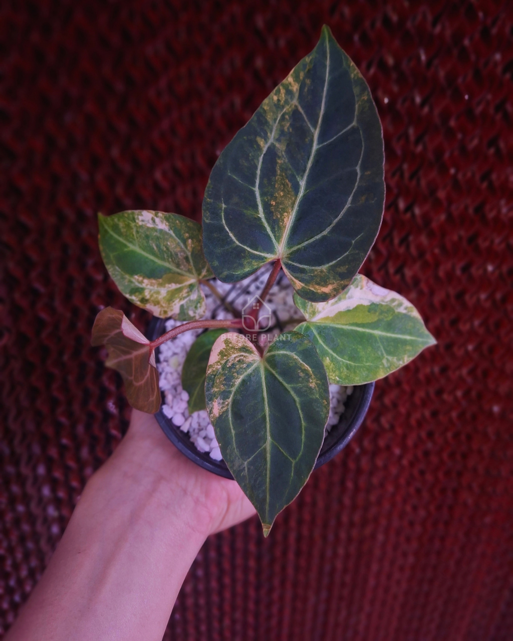 Anthurium Black Venom x Angela Black Widow ( Variegated Form )