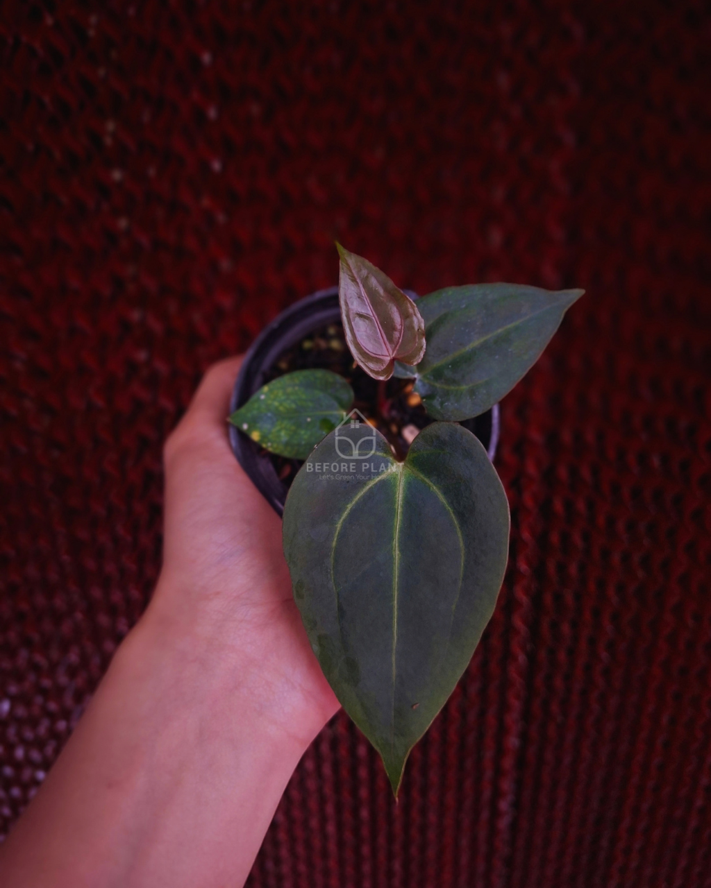 Anthurium FortSherman Mint x Papi Var AOS Tezula