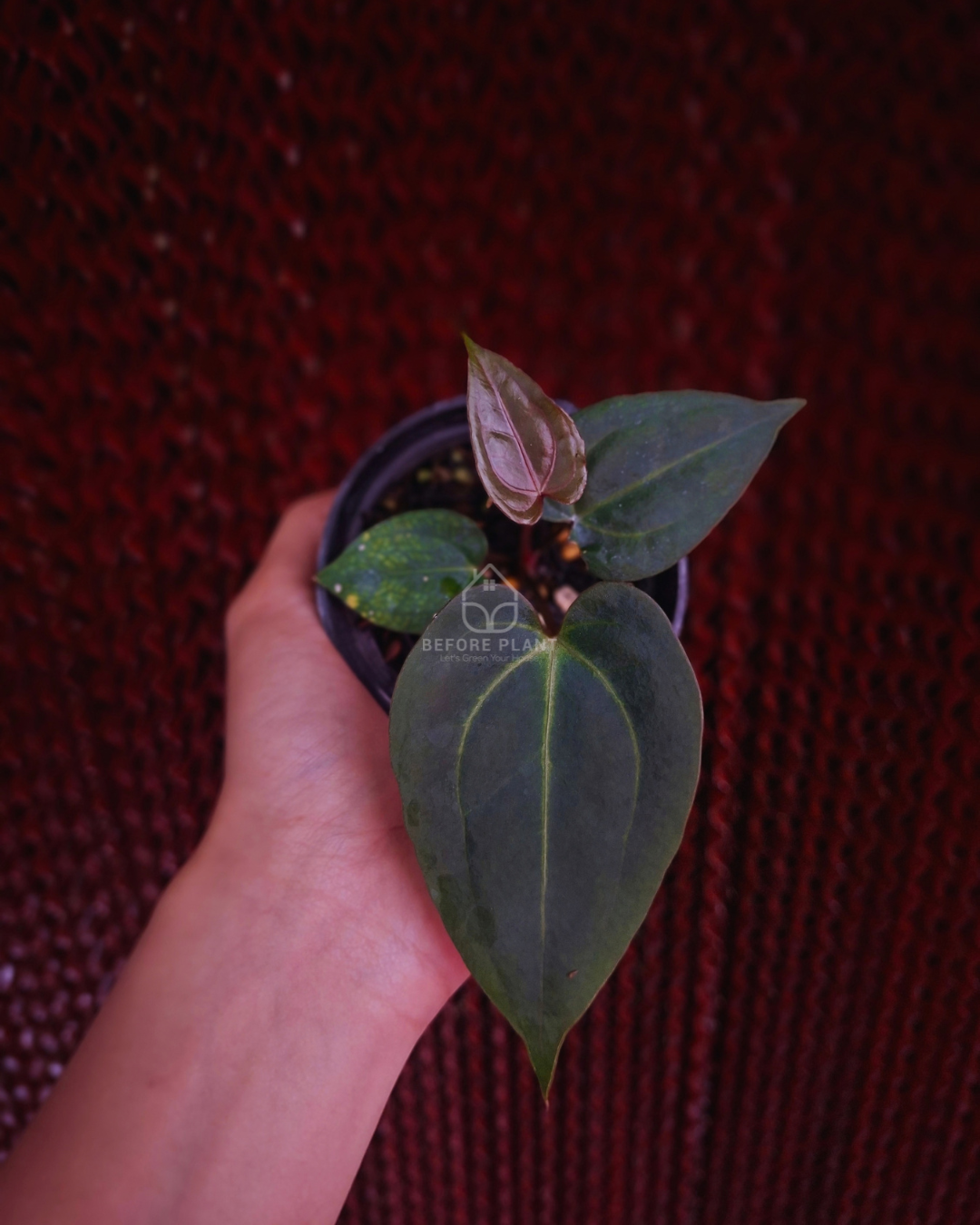 Anthurium FortSherman Mint x Papi Var AOS Tezula