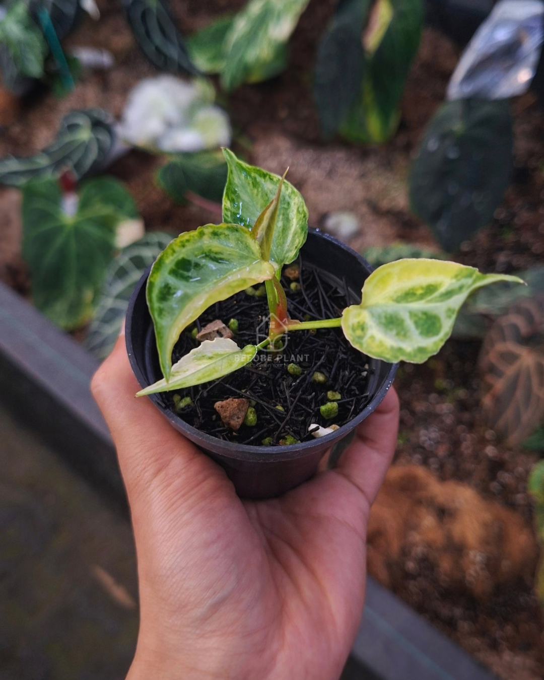 Anthurium Magna x Muchlis RC