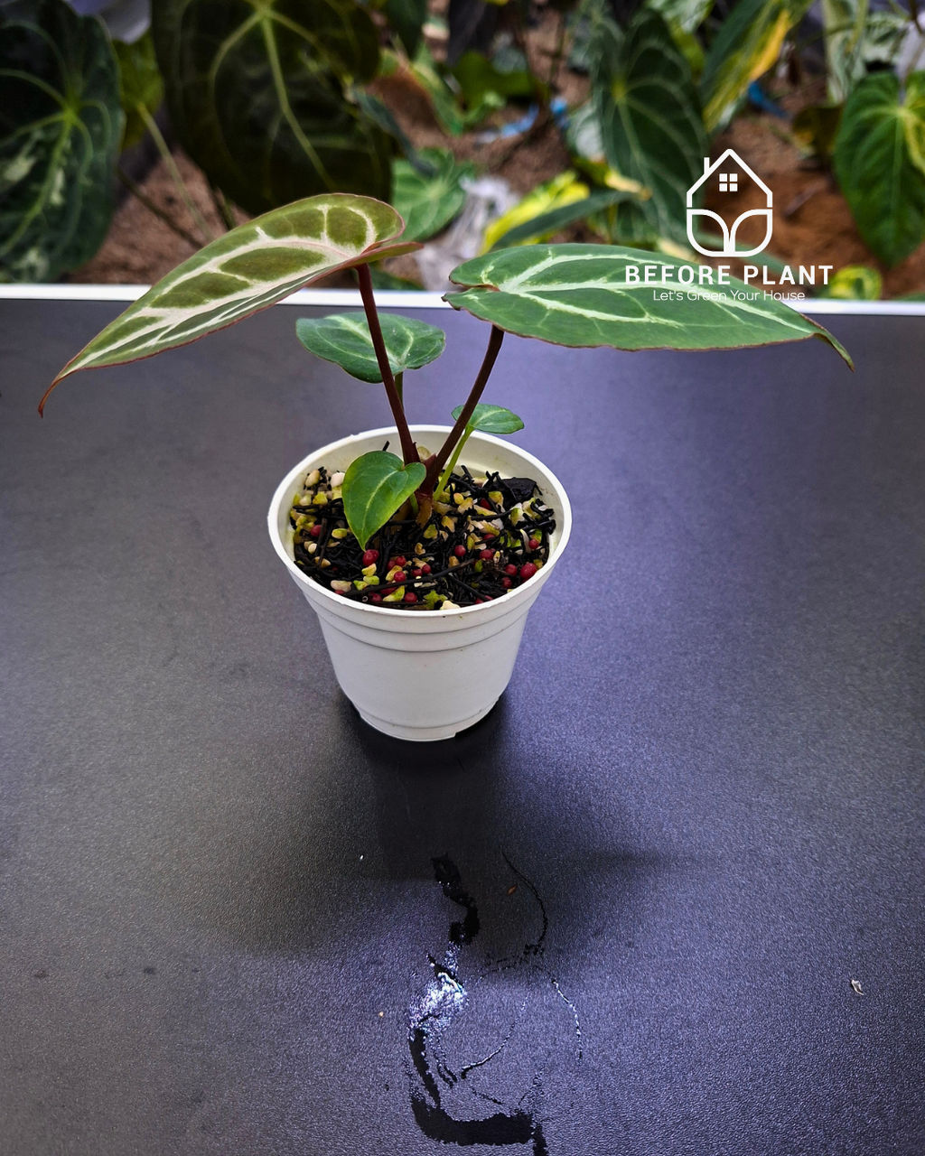 Anthurium Michelle X ( Silver Blush x (King of spades x Red Crystal) )
