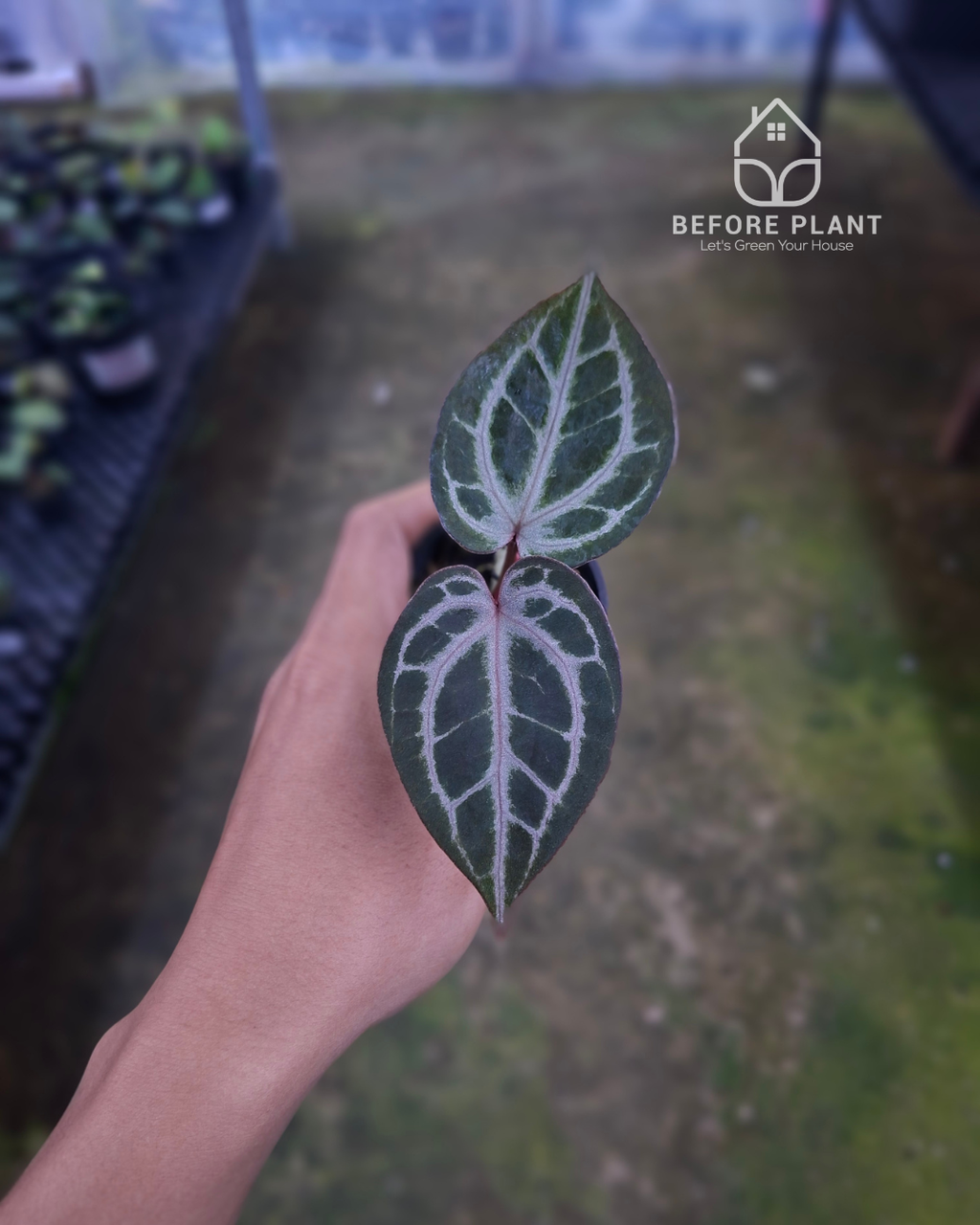 Anthurium Indigo x Red Tiger