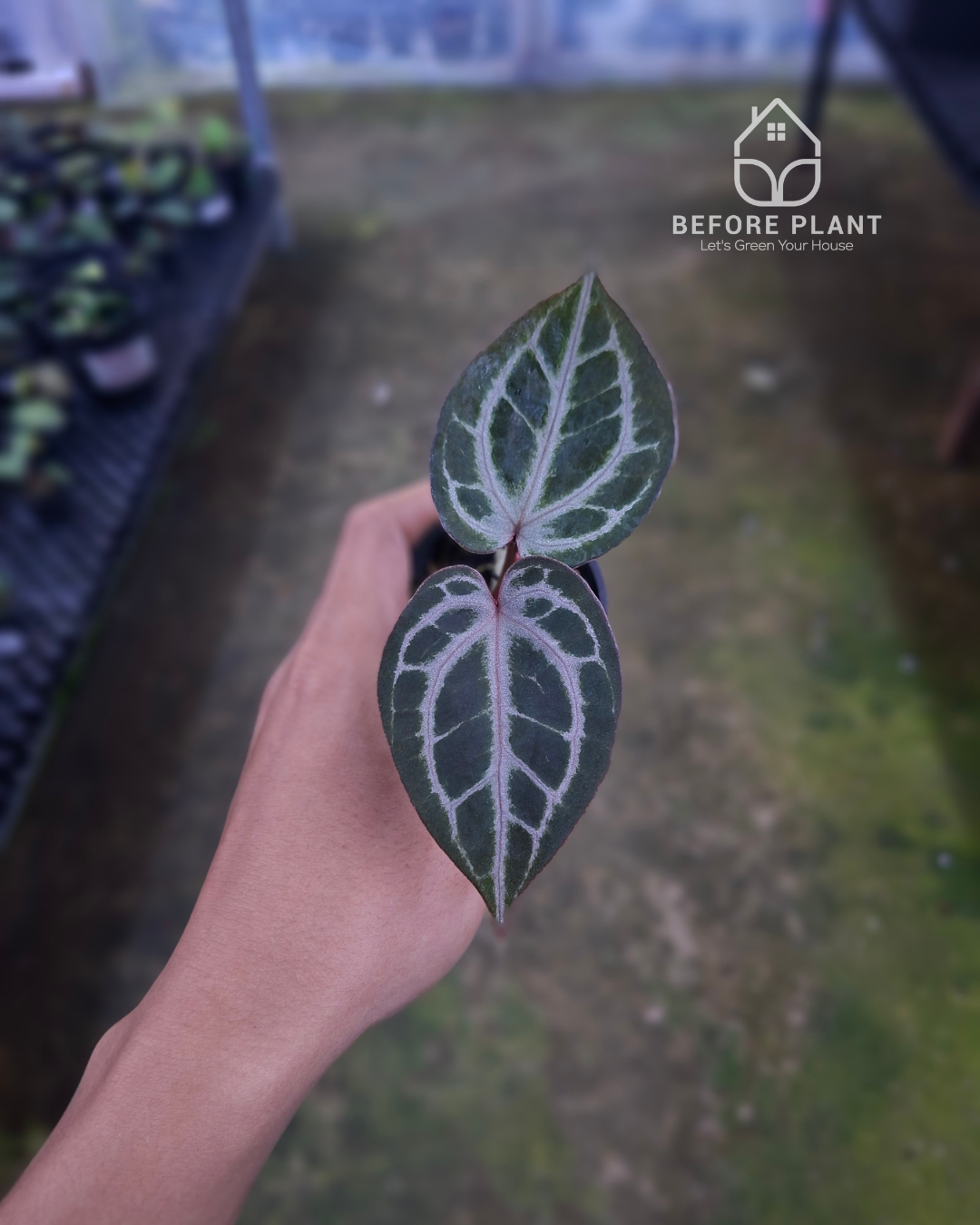 Anthurium Indigo x Red Tiger