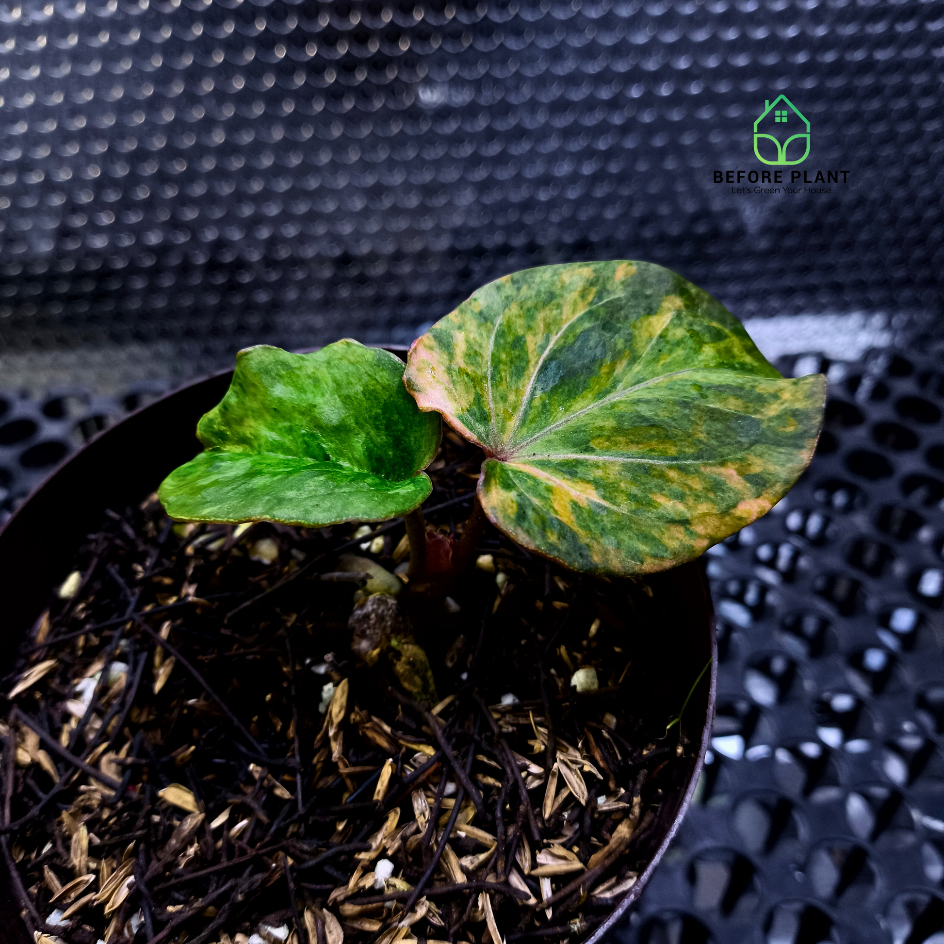 Anthurium King of Spades