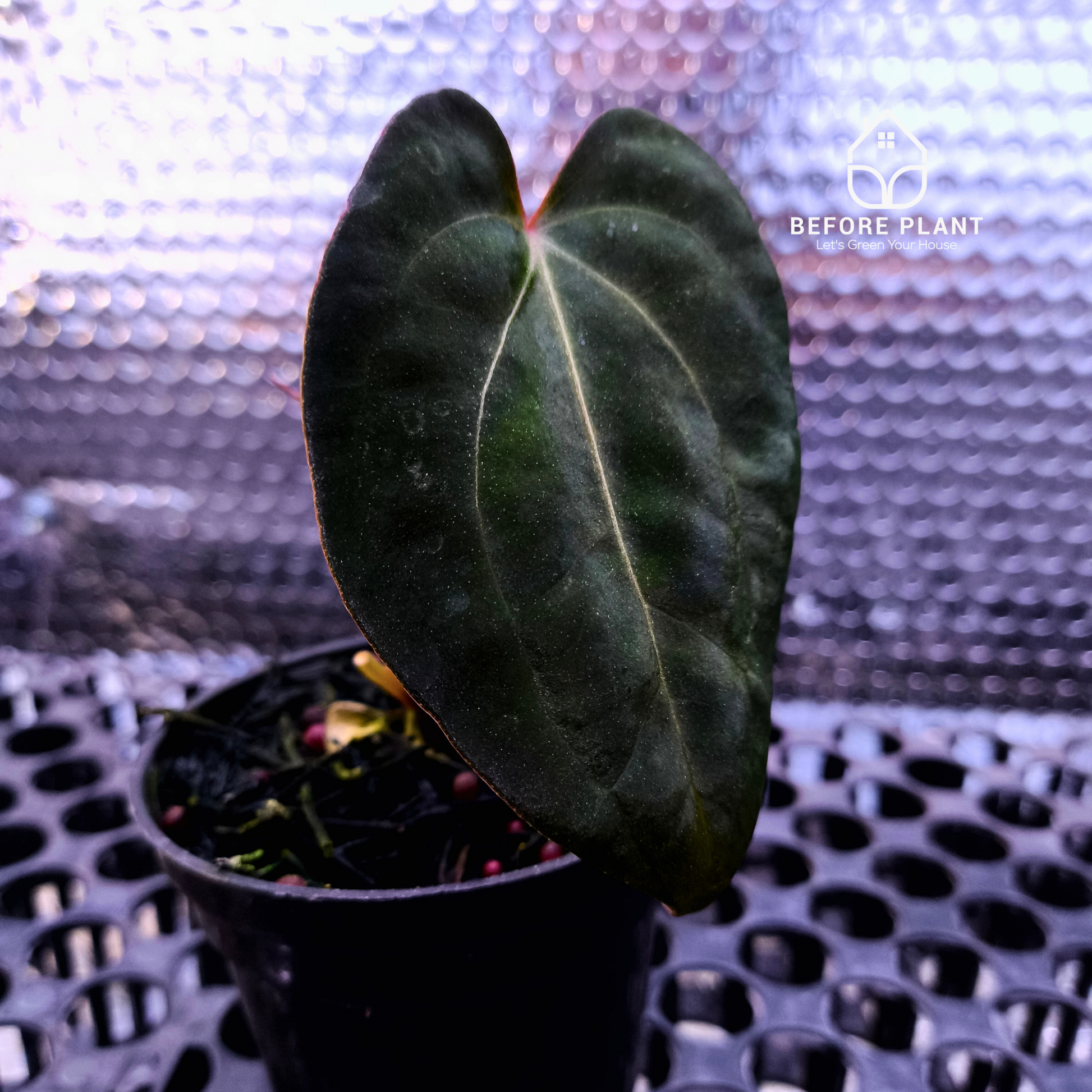 Anthurium Night Queen X Red Crystallinum