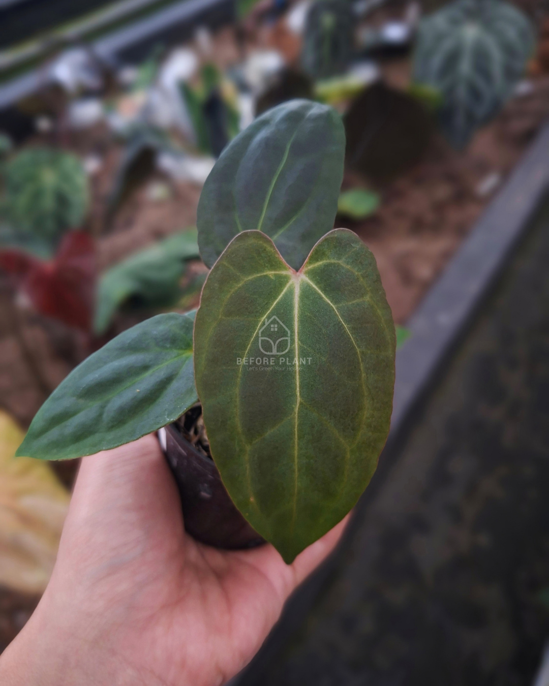 Anthurium Papi Var Subsignatum x Papi Var AOS Tezula