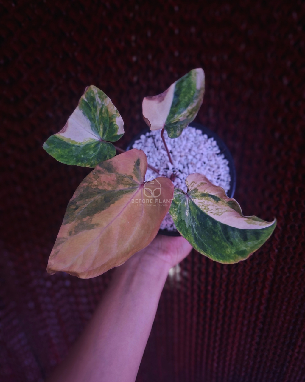 Anthurium Papi Pink x Red Crystal