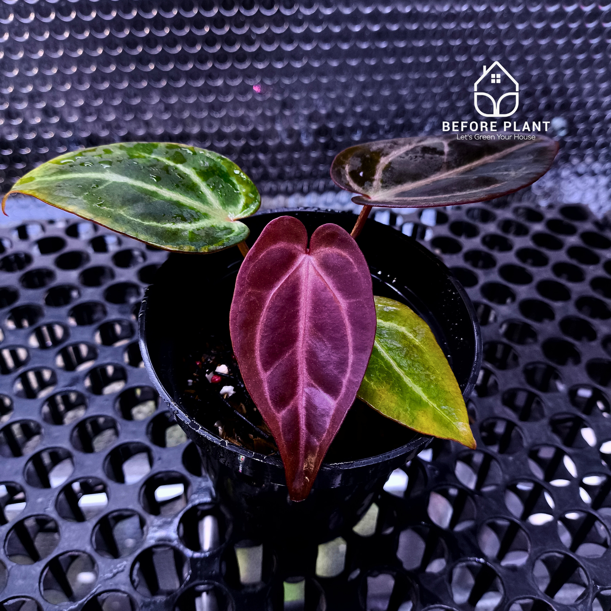 Anthurium ( Dark Handsome x Red Velvet Cake ) x Michelle Variegated