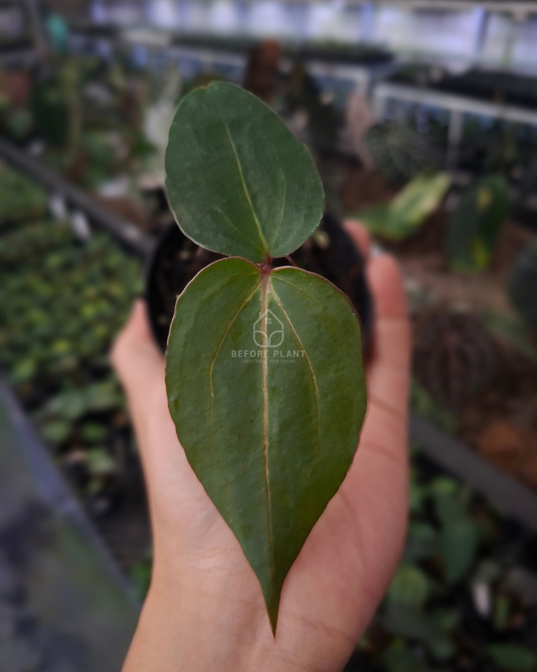 Anthurium Blood of Blue x Michelle