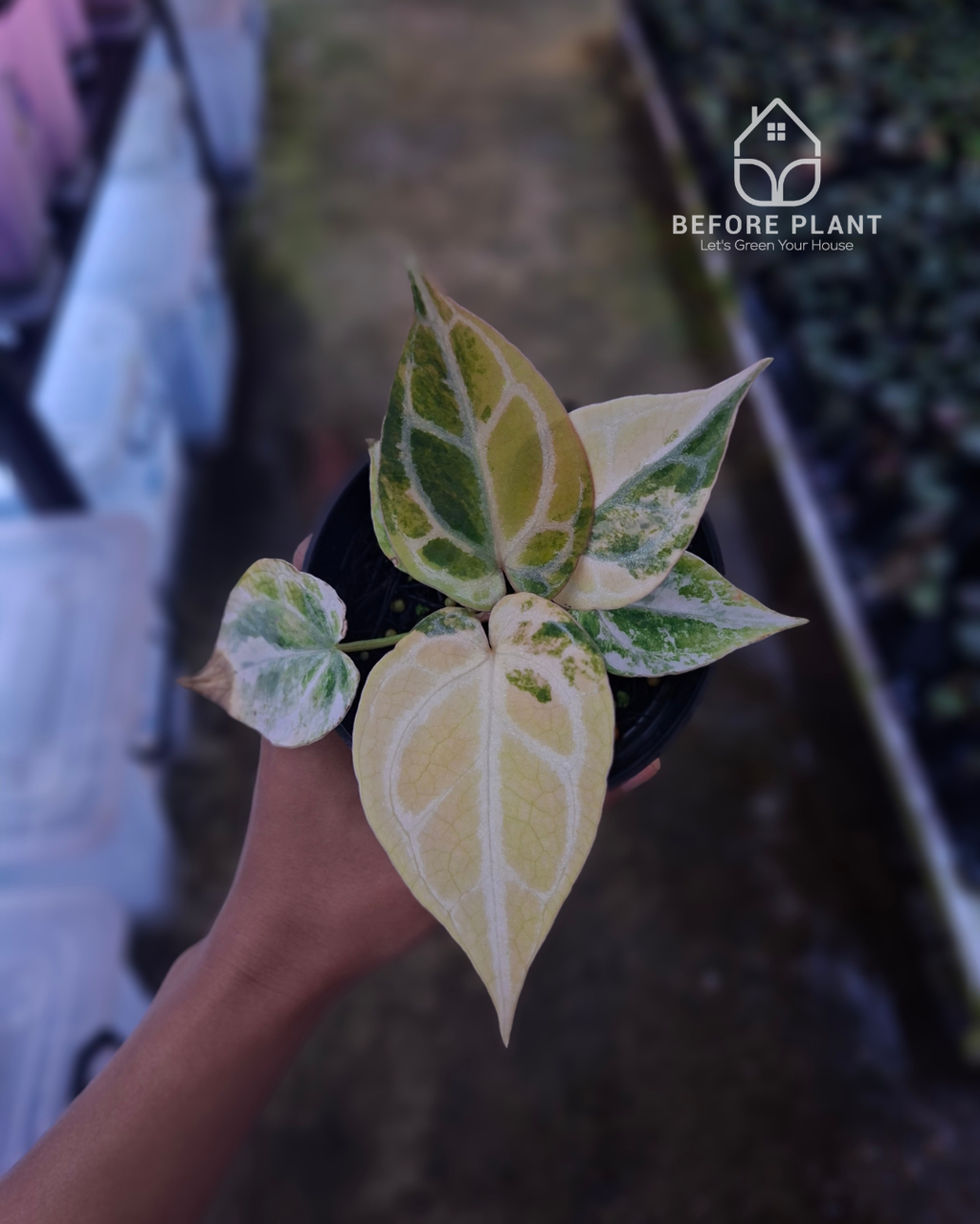 Anthurium Black Venom x Red Crystal NSE
