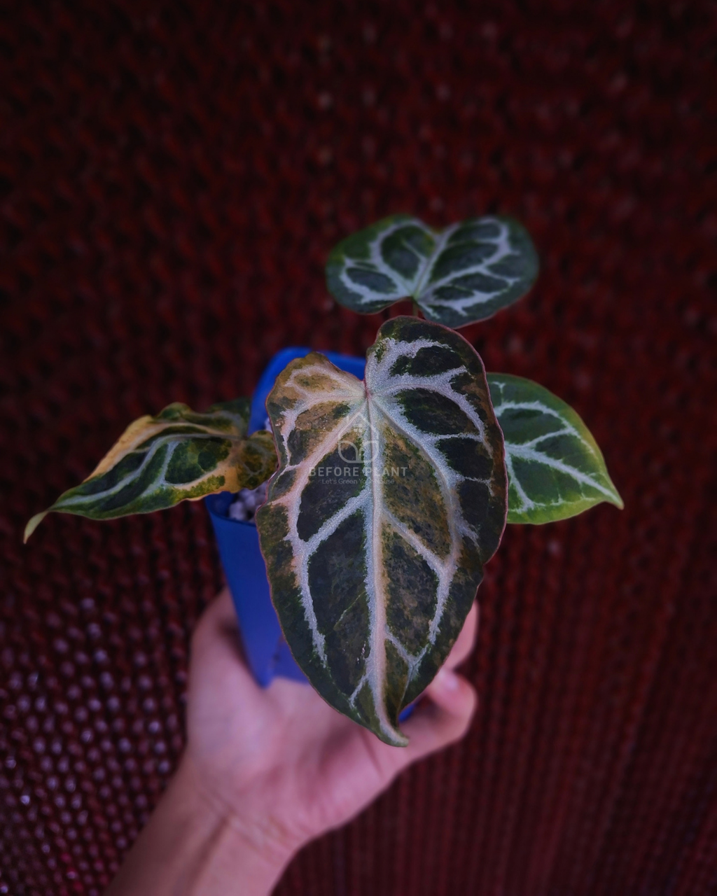 Anthurium Magna x Hellboy