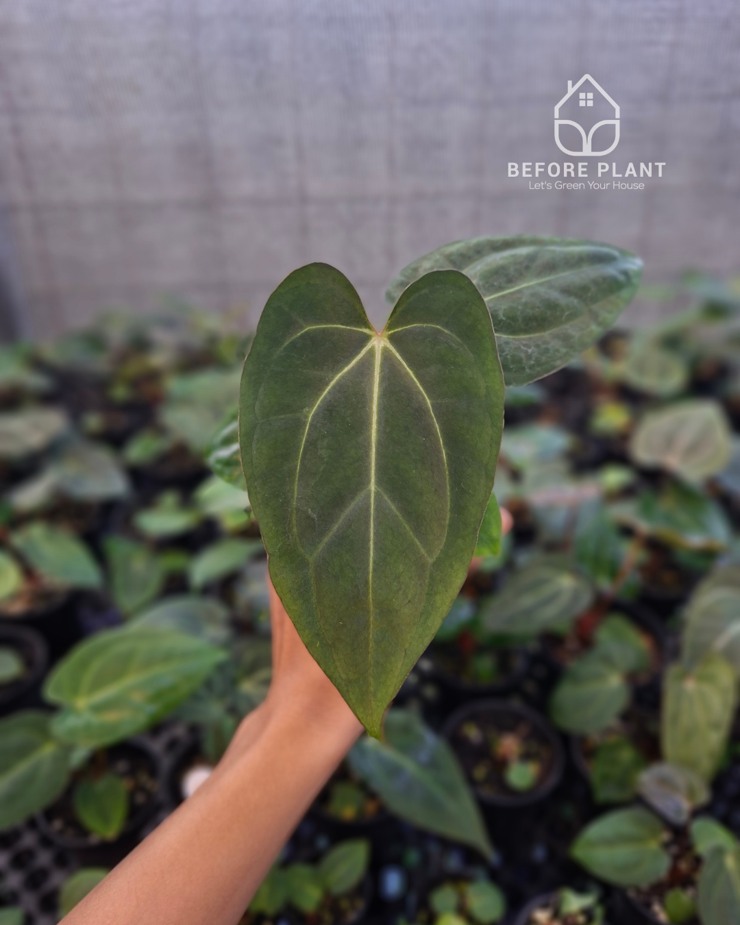 Anthurium Carla x Golden Sunrise RVDP
