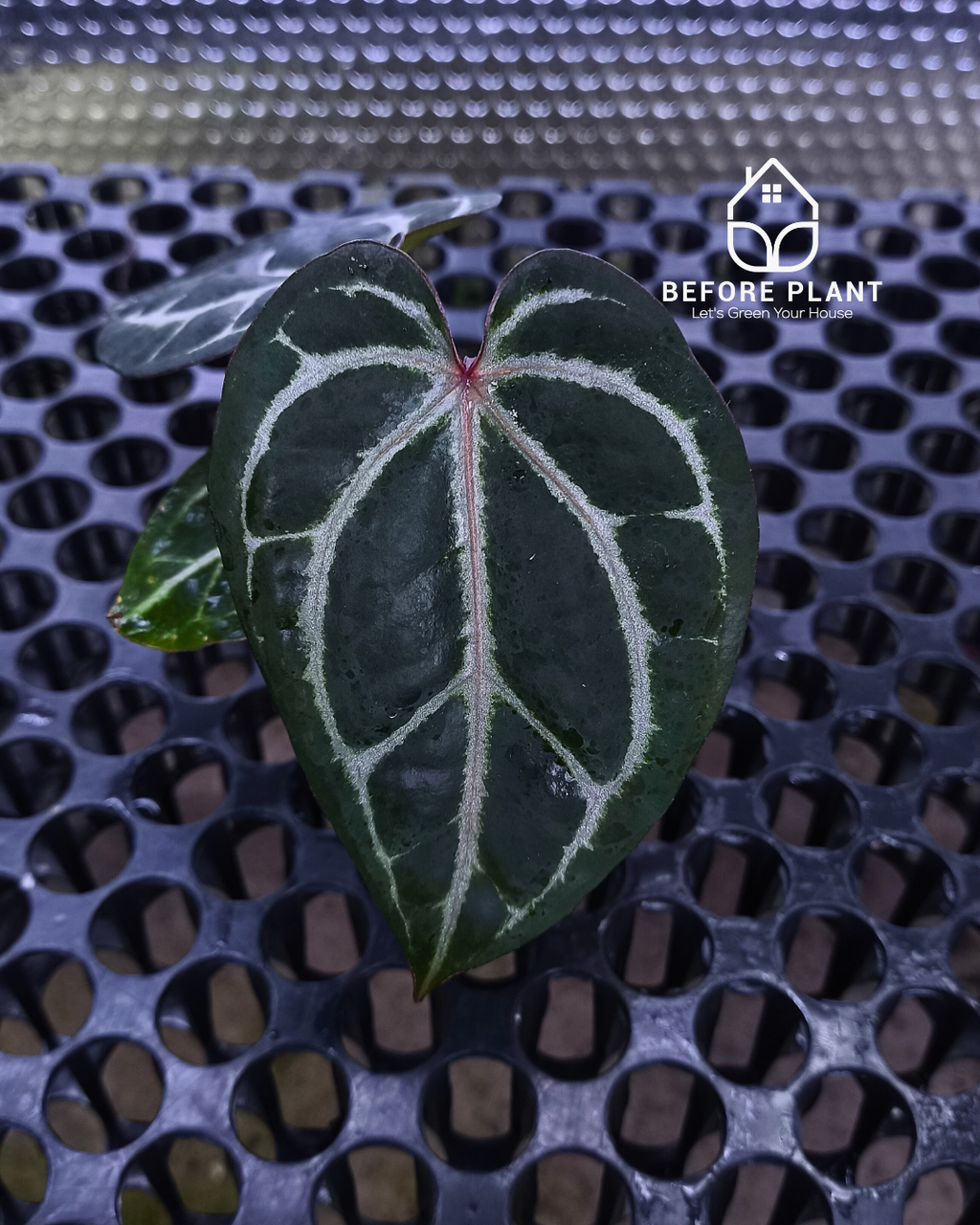 Anthurium Michelle X BVIT ZM RED