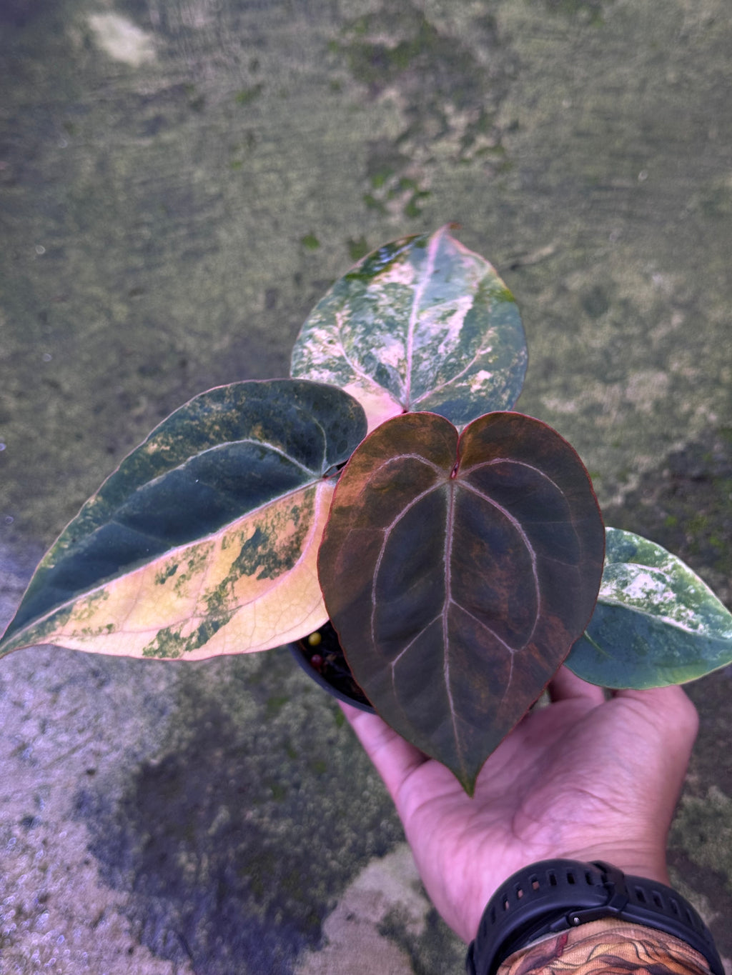 Anthurium Black venom x Twilight Armor