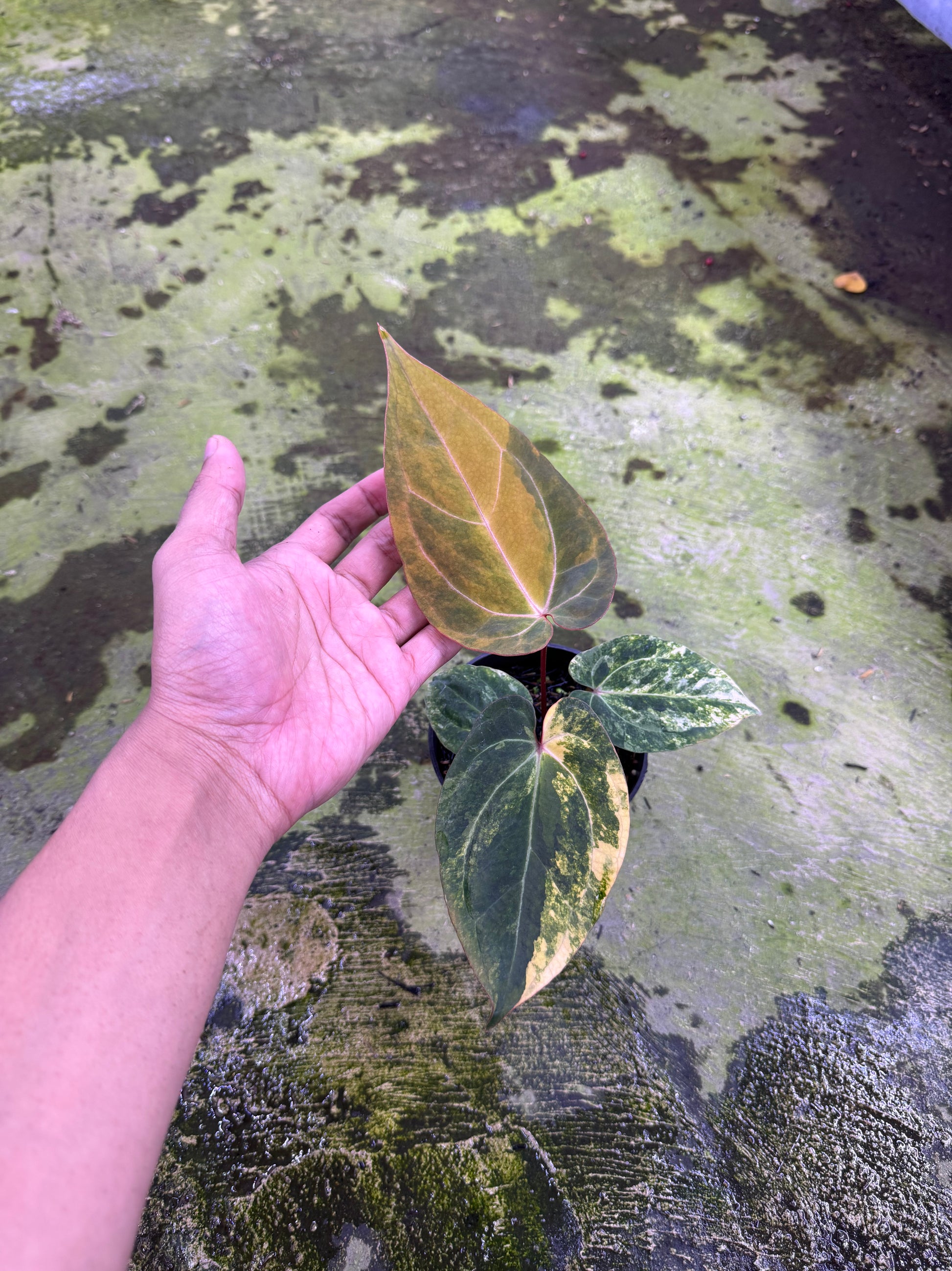 Anthurium Golden Sunrise x Red Vein Dark Phoenix (RVDP)