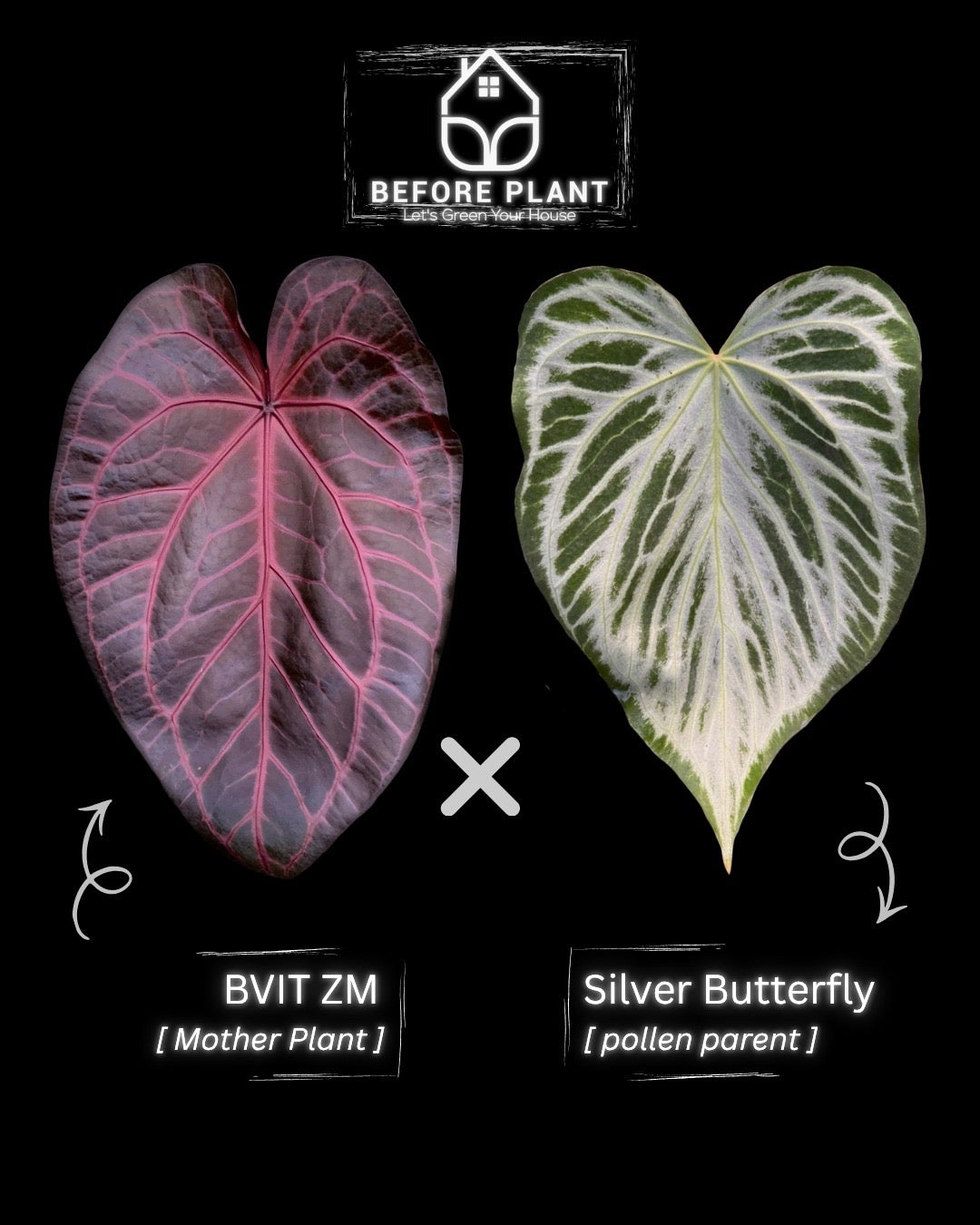 BVIT ZM x Silver Butterfly