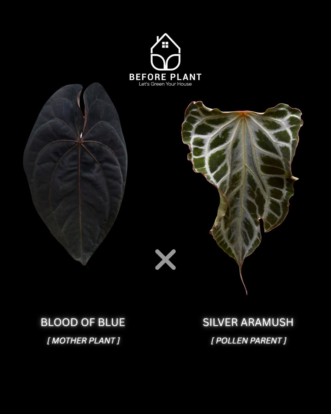 “Limited” Exclusive seeds from Blood of blue x Silver Aramush