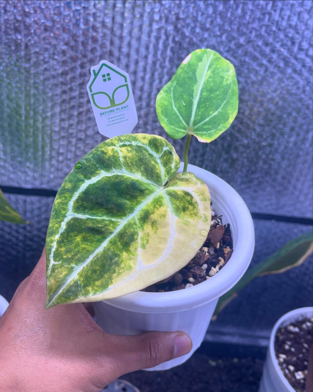 Anthurium Papillaminum variegated x magnificum