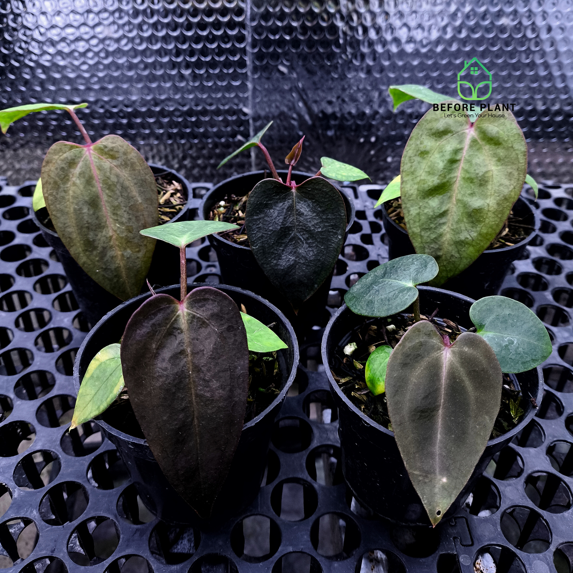 Anthurium Carla Portilae NSE x Black Sweet