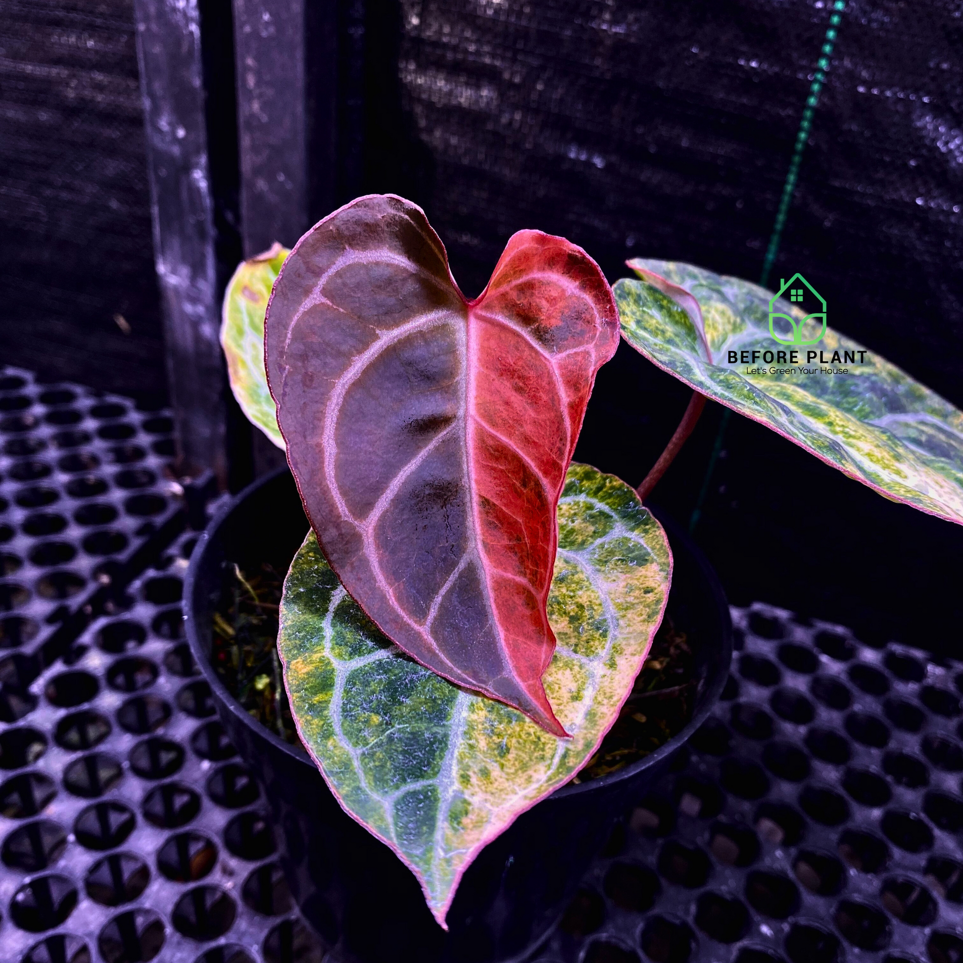 Anthurium Crystallinum Variegated pink