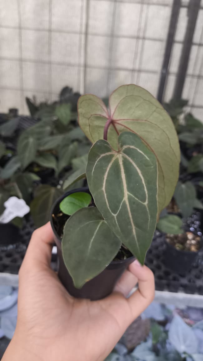 Anthurium BVIT ZM x Blood Of Blue
