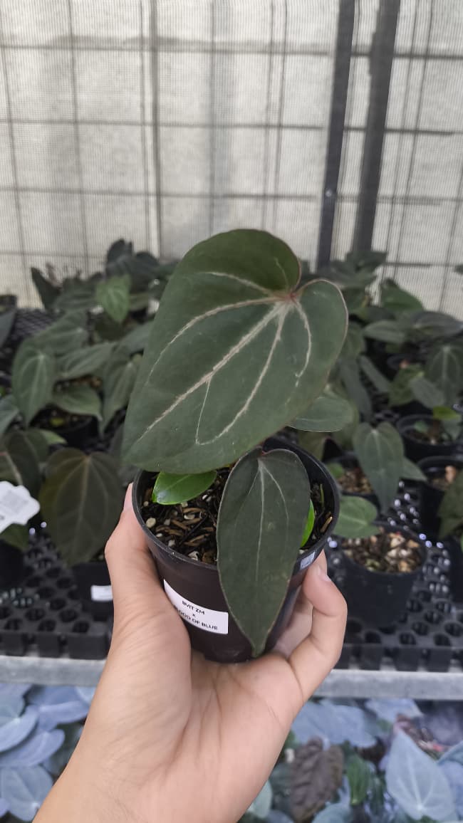 Anthurium BVIT ZM x Blood Of Blue