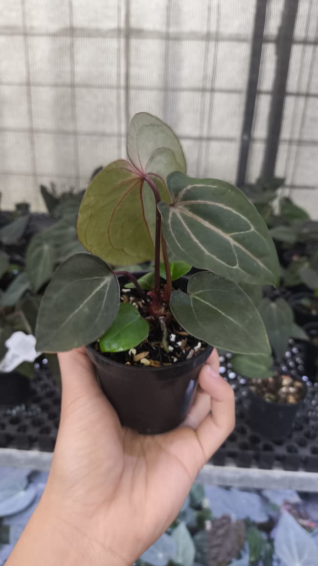 Anthurium BVIT ZM x Blood Of Blue