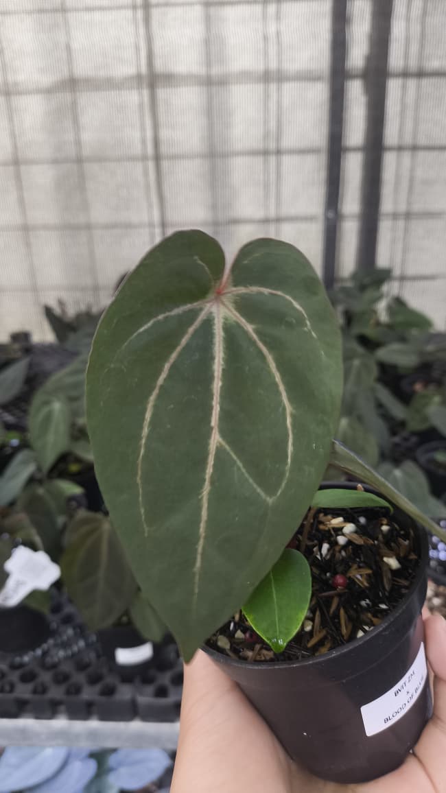 Anthurium BVIT ZM x Blood Of Blue