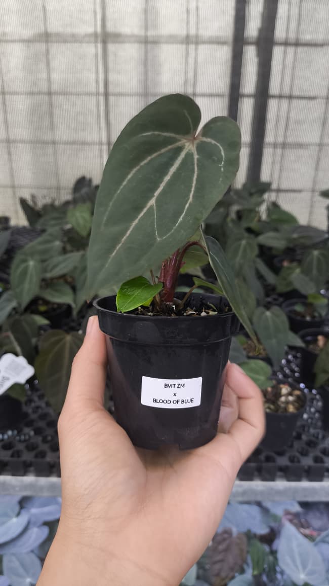Anthurium BVIT ZM x Blood Of Blue