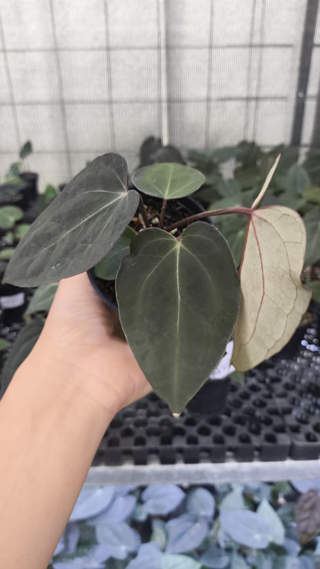 Anthurium BVIT ZM x Blood Of Blue